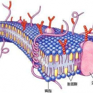 太原市杏花嶺區(qū)東緝虎營周邊高三生物一對一輔導(dǎo)怎么樣